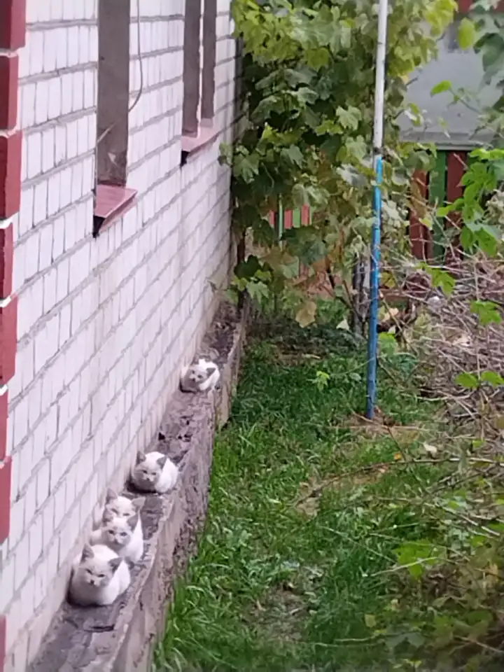 Котята даром, фотография 1