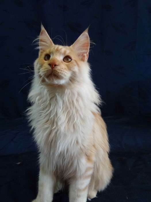 Котёнок Мейн-кун, фотография 5