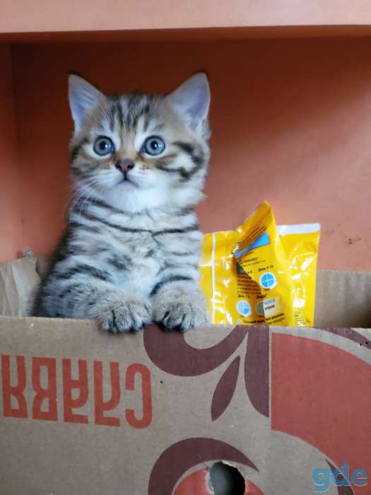 Продаются шотландские котята, фотография 1