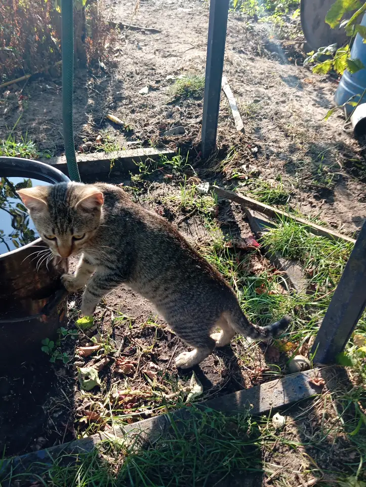 Котенок в дар, фотография 2