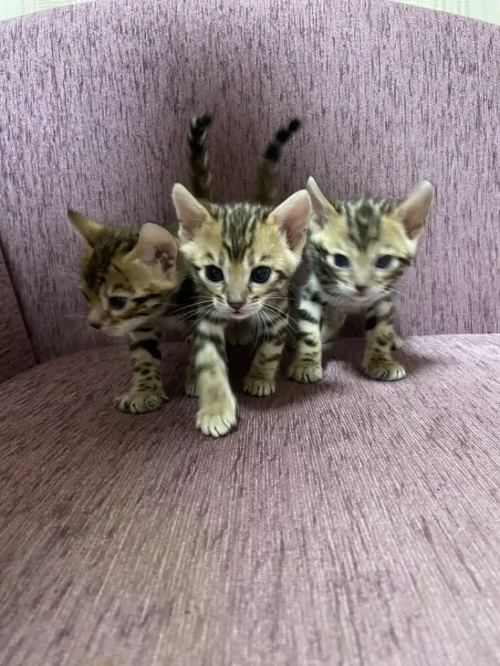 Котята бенгалы, фотография 6