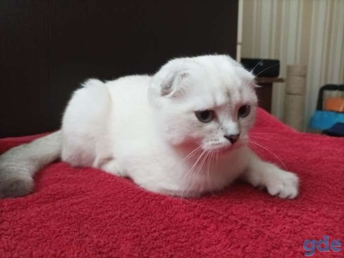 Шотландские плюшевые котята, фотография 3
