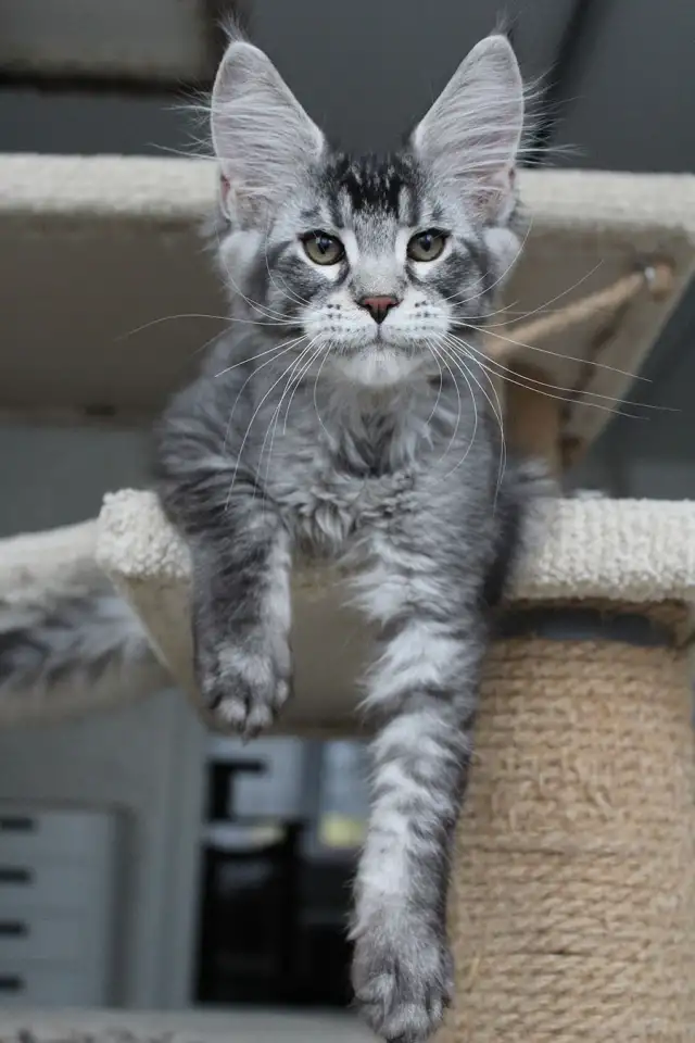 Котёнок мейн кун!, фотография 4