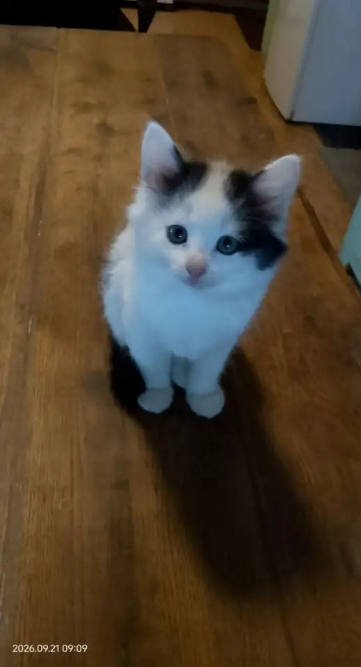 котёнок, фотография 1