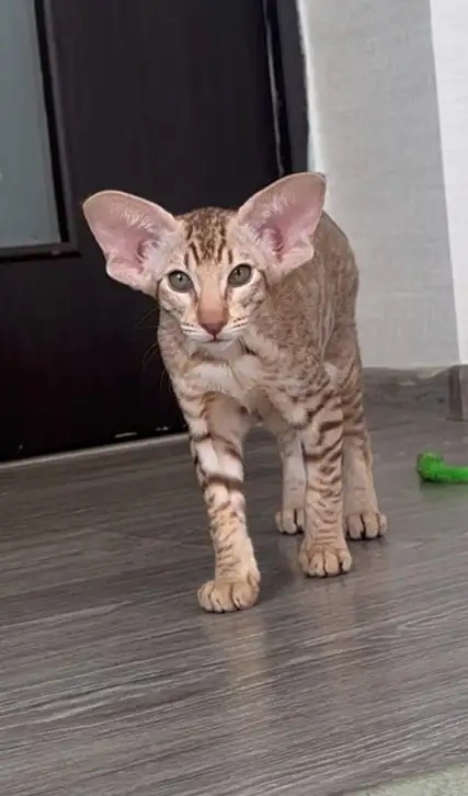 Ориентальные котята, фотография 1