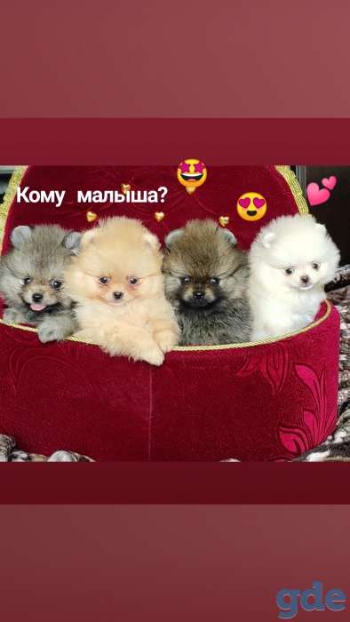 Щенки Померанского шпица, фотография 2