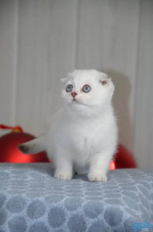 Шотландские котята, фотография 3