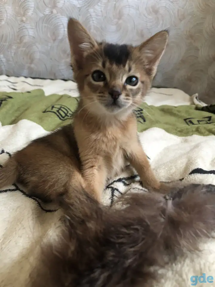 Абиссинский котенок, фотография 7
