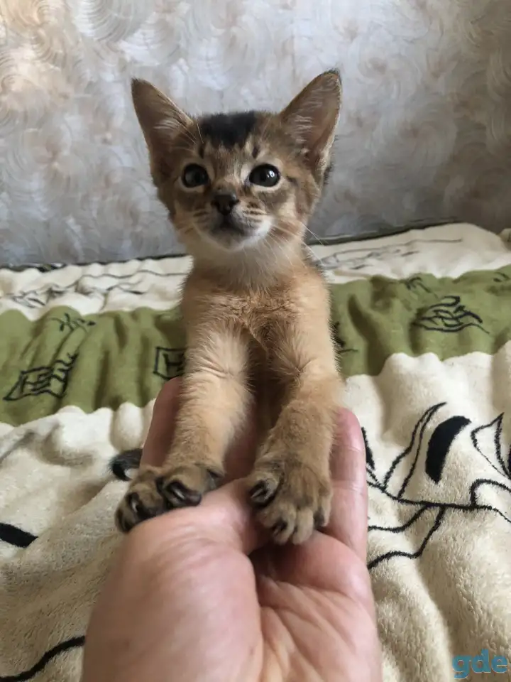 Абиссинский котенок, фотография 4