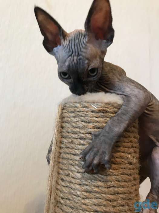 Котята канадского сфинкса, фотография 2