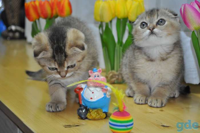 Шотландские котята, фотография 3