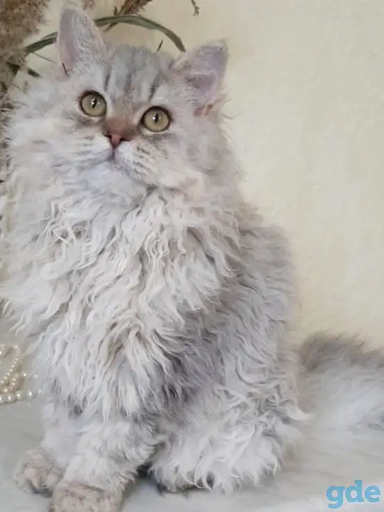 Котенок Селкирк рекс, фотография 1