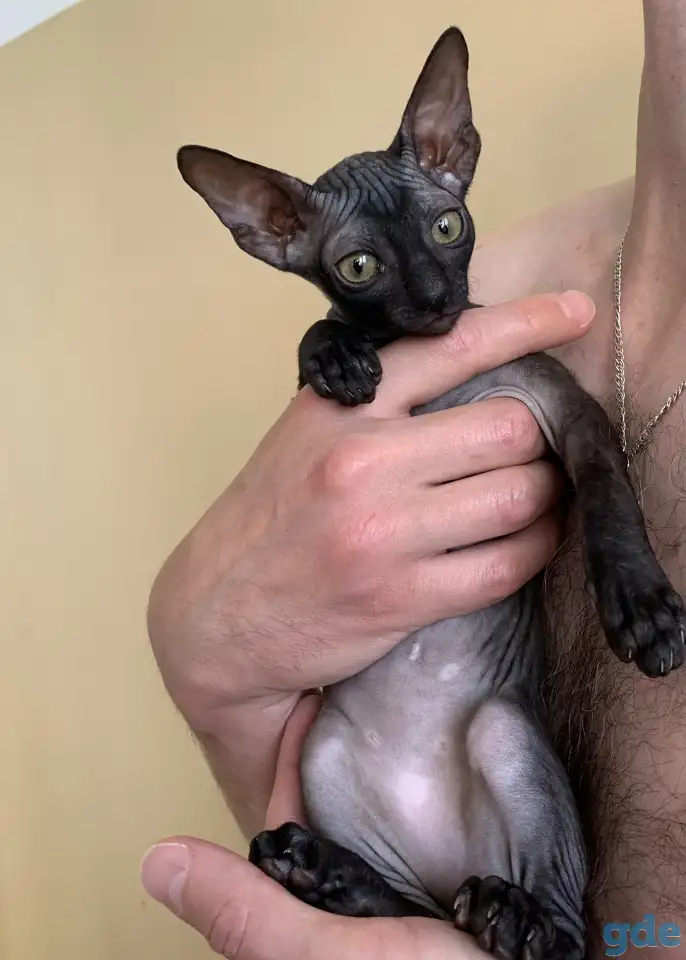 Корниш-рекс котята, фотография 2