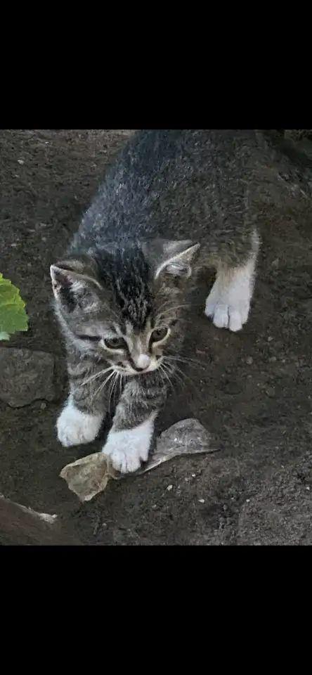 Котята, фотография 1