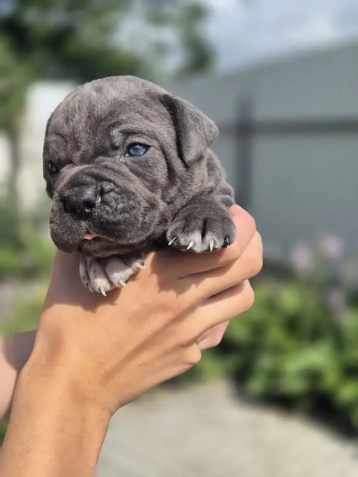 Предлагаются к продаже щенки кане корсо, фотография 3