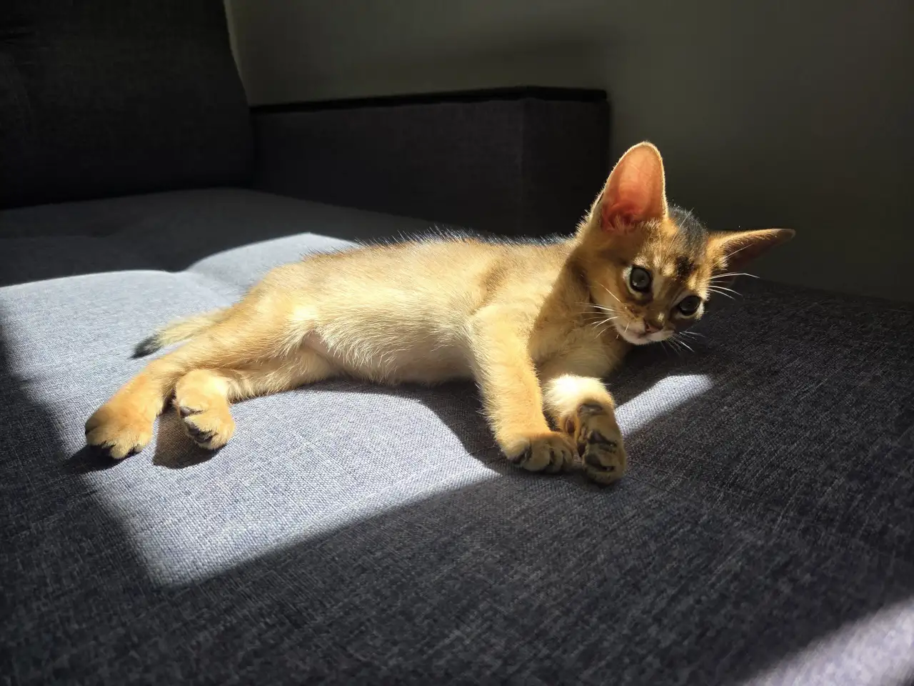 Абиссинский котенок с документами, фотография 4
