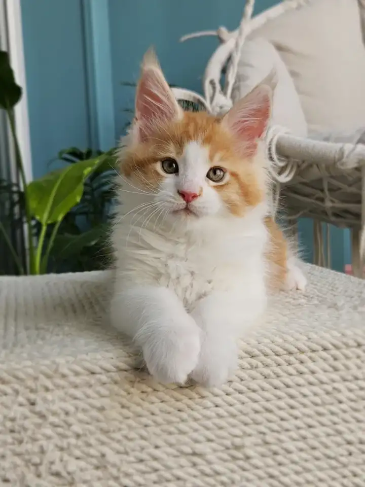 Котенок мейн кун из питомника, фотография 1