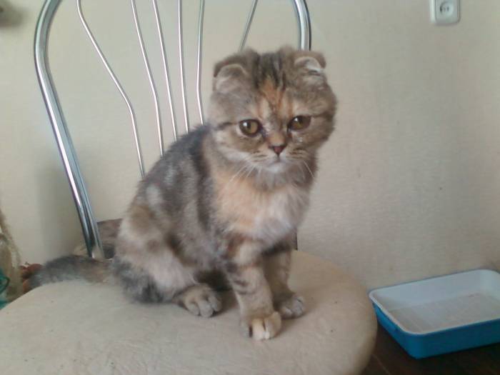 продам шотландскую вислоухую кошечку, фотография 1