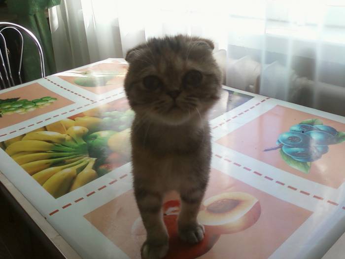 продам шотландскую вислоухую кошечку, фотография 2
