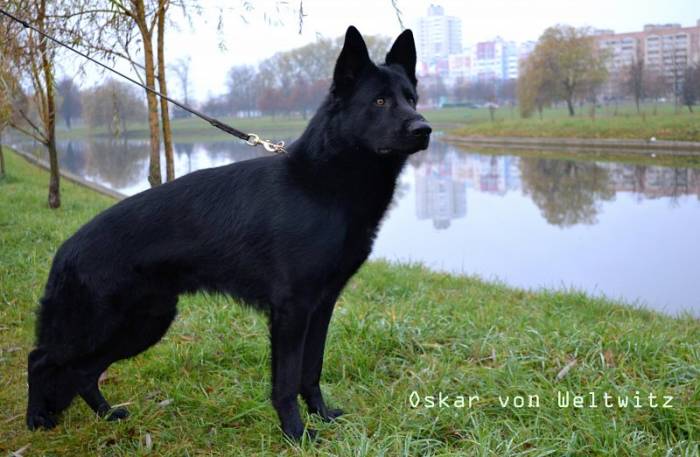 Черные щенки немецкой овчарки, фотография 2