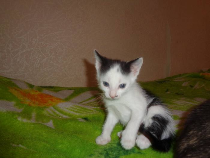 котята в дар, фотография 1