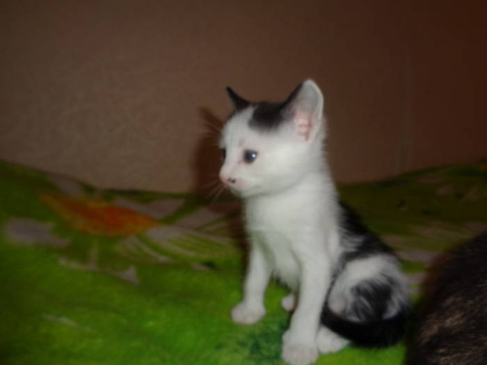котята в дар, фотография 2