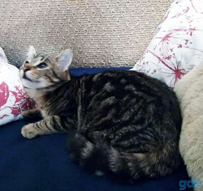 Котёнок в добрые руки, фотография 2