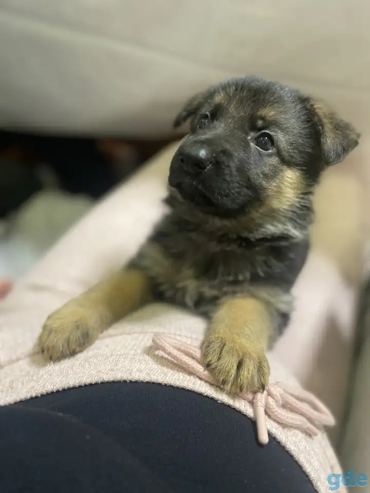 Щенки Немецкой овчарки, фотография 8