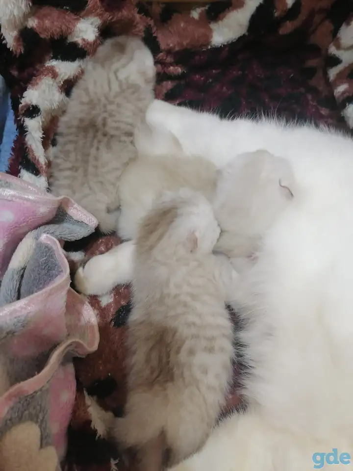 Котята, фотография 1