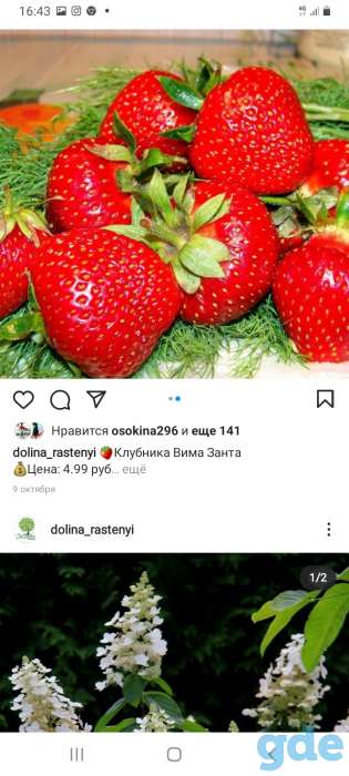 Саженцы клубники по технологии фриго, фотография 8