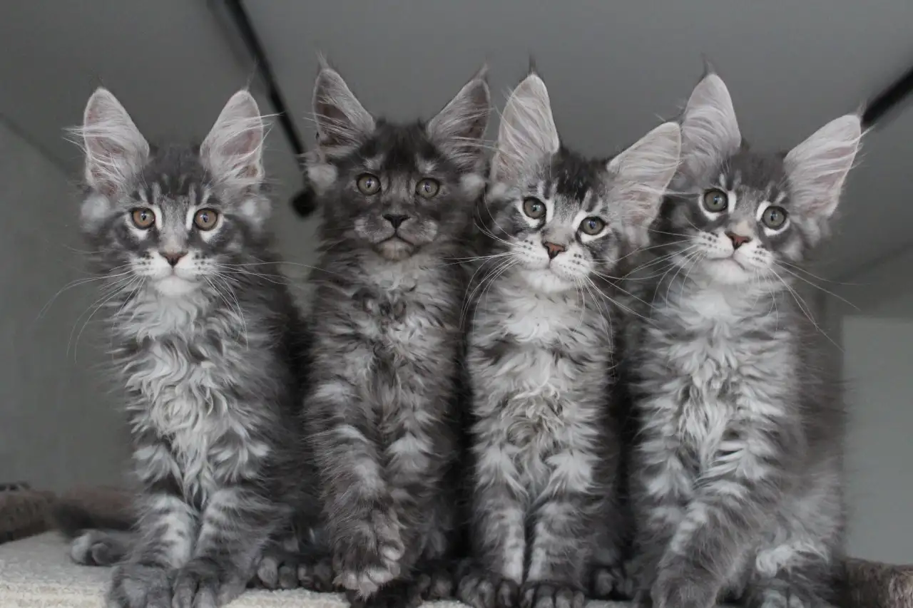 Мейн-кун котята, фотография 1