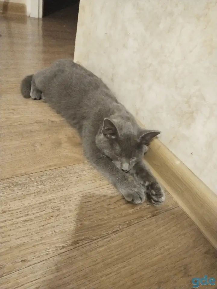 Котёнок русский-голубой, фотография 2