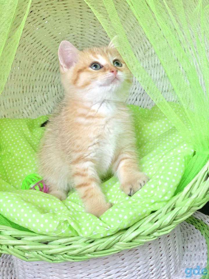 Котята шотландские ЗОЛОТАЯ ШИНШИЛЛА, фотография 5