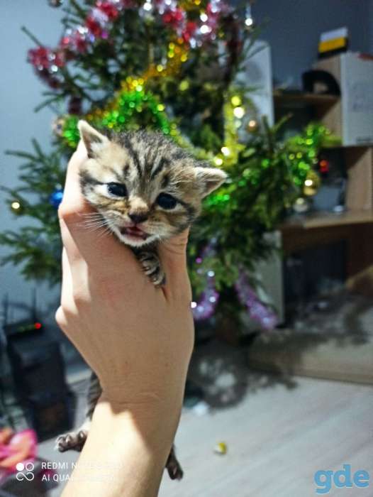Шотландские котята, фотография 9