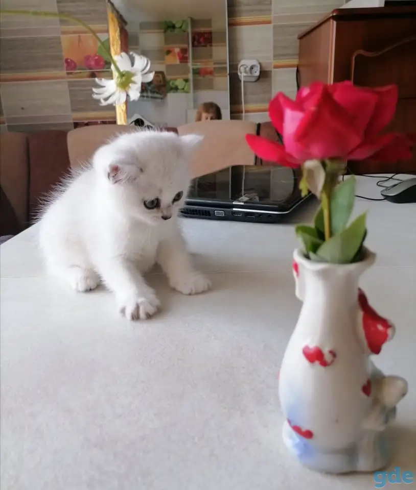 Британские серебристые котята, фотография 2