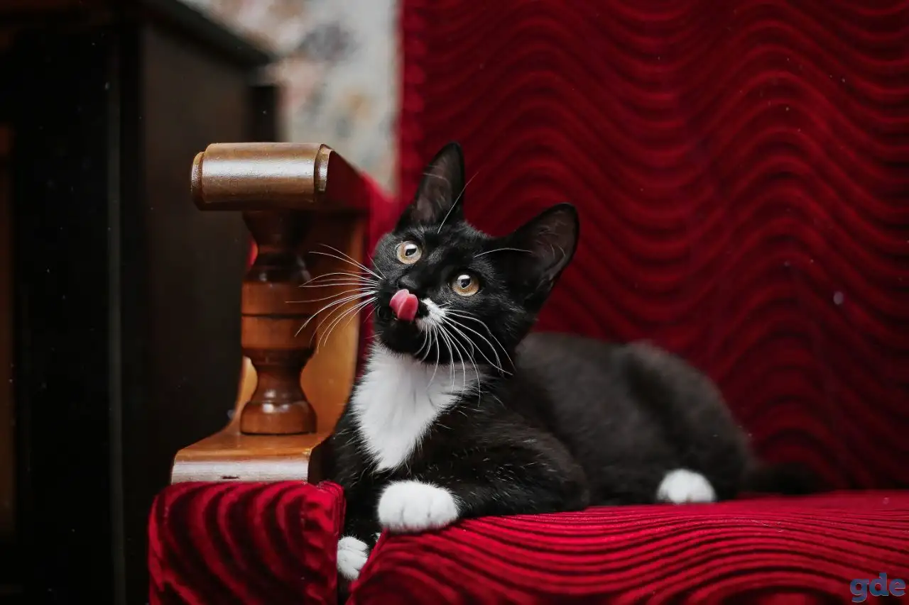 Черно-белый котенок Эльф ищет дом!, фотография 8