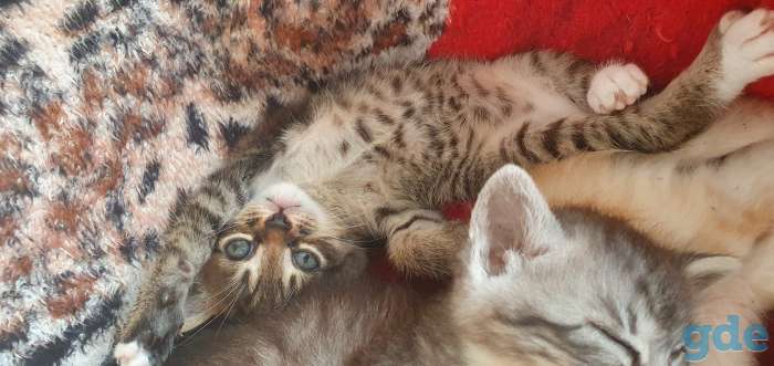 Котята в дар, фотография 2