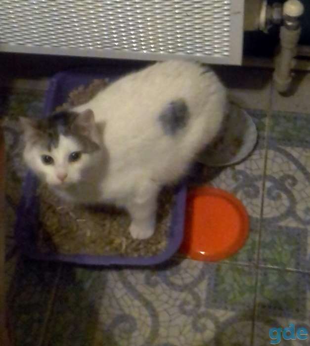 Котики в дар, фотография 4