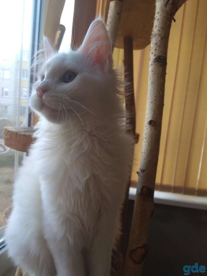 Мейн Кун, фотография 5
