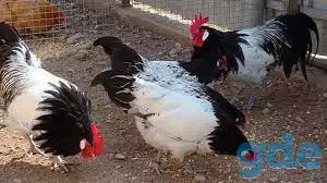 Куры несушки доставка по району, фотография 1