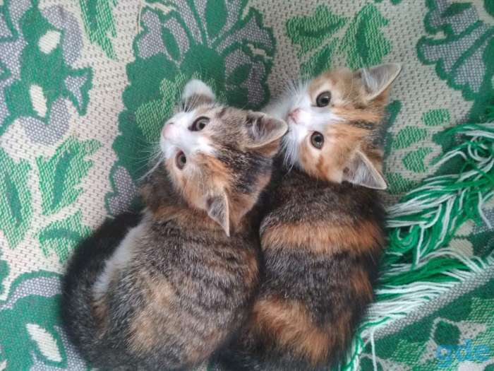 Котята ищут дом, фотография 2
