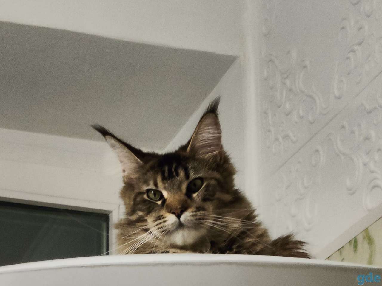 кошка мейн кун, фотография 9