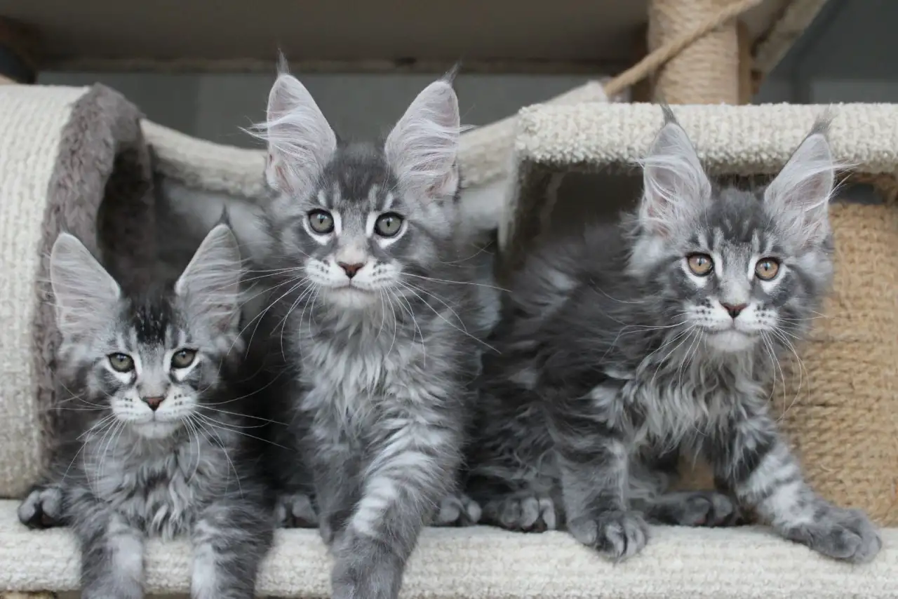 Котята мейн кун ждут Вас!, фотография 5