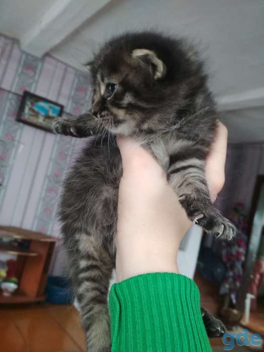 Отдам котят в хорошие руки!, фотография 4