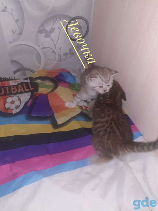 Шотландские котята, фотография 10