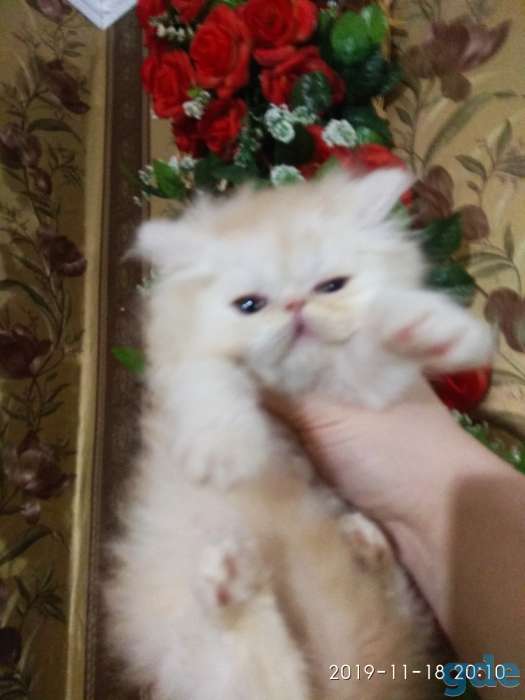 Персидский мальчик. Персы. Котята., фотография 2