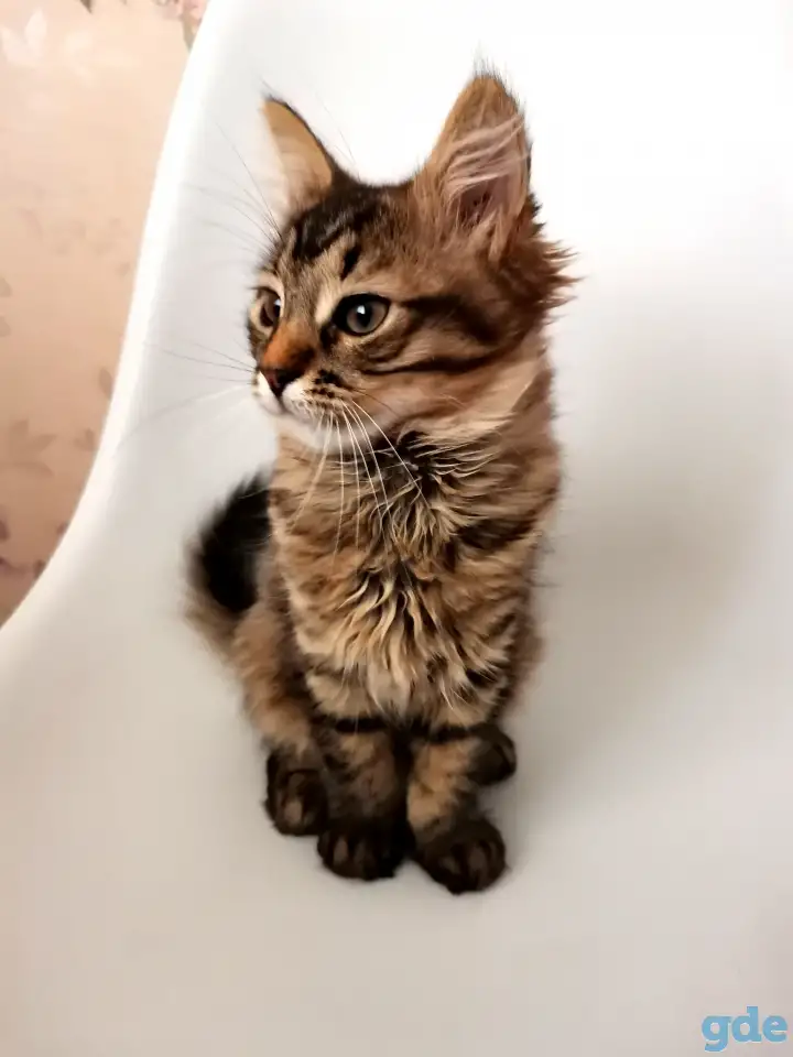 отдам котят, фотография 2