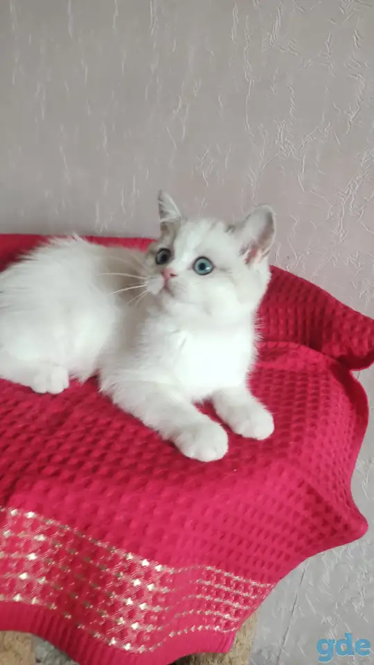Шотландские котята с голубыми глазами, фотография 7