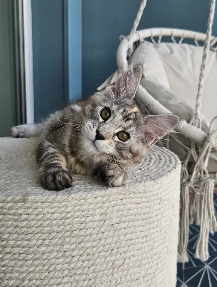 Котенок мейн кун из питомника, фотография 2