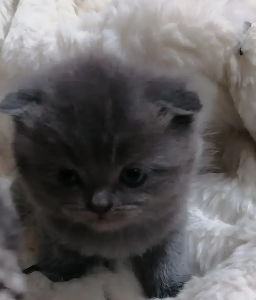 Котята вислоухие шотландские, фотография 3